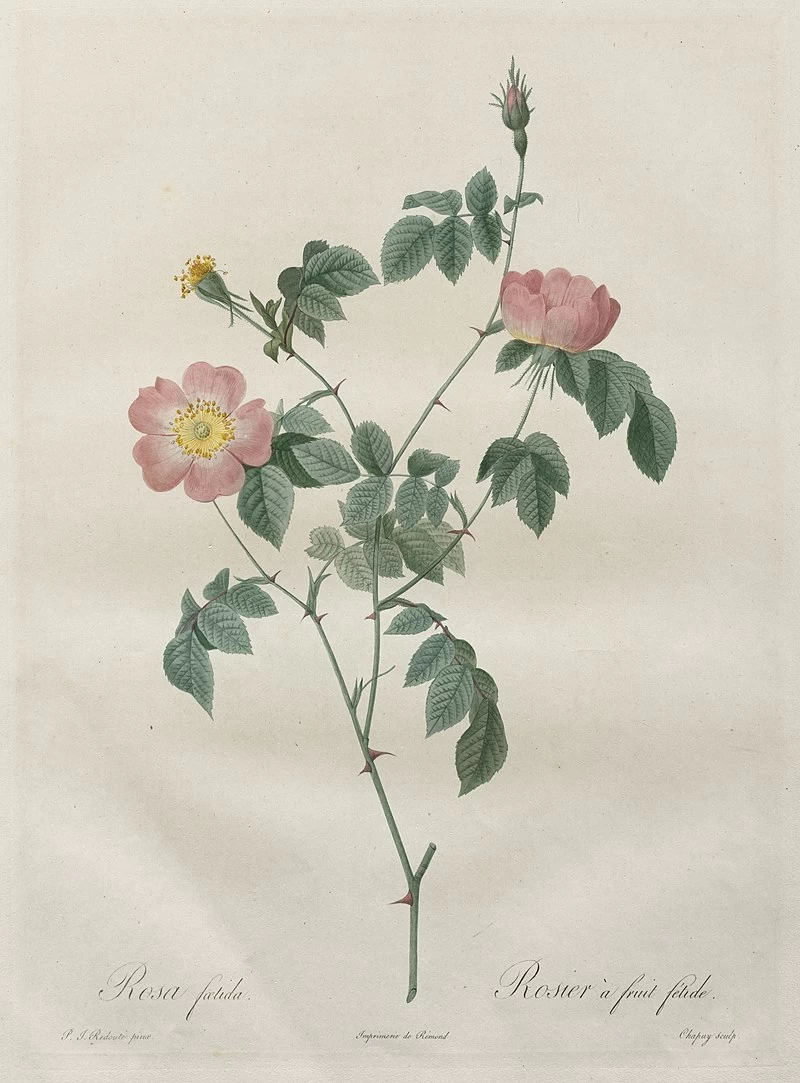 Rosa indica 1 - Cleveland Museum of Art